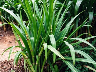 Obraz premium Freshly grown sugar cane plants in a lush garden setting, ready for consumption, harvest, cane juice