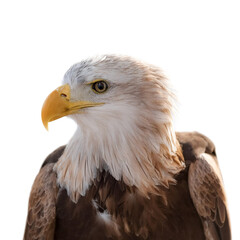 Obraz premium a Eagle bird isolated white