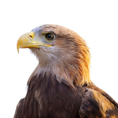 Obraz premium a Eagle bird isolated white