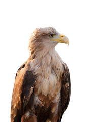 Fototapeta premium a Eagle bird isolated white