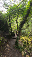 Obraz premium Mystical forest at Rio de Mouros pathway in Condeixa, Coimbra Portugal