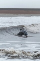 Fototapeta premium A dolphin rides a wave near the shore, showcasing its playful nature in the ocean.