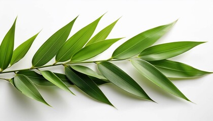green leaves isolated on white