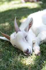 A peaceful white goat sleeping on green grass in a sunny outdoor setting.