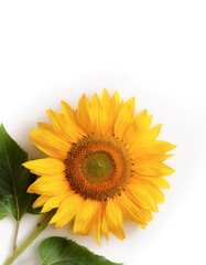 Fototapeta premium Fresh Sunflower flower garland foliage on side position provides copy space for text. background concept isolated white