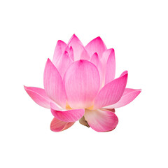 Pink lotus flower isolated on white background.