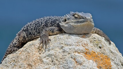 A lizard sunbathing on a rock with a blurred blue background.