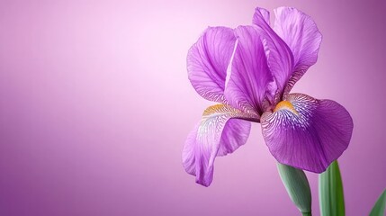 A single purple iris flower with green stem and leaves on a pink background.