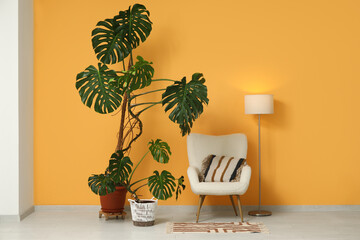 Monstera houseplants, armchair and glowing lamp near yellow wall