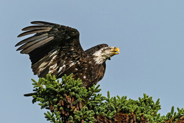 Young eagle with wings extended preparing to take off