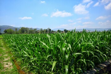 Lush green corn fields stretch out under bright blue skies in the countryside.