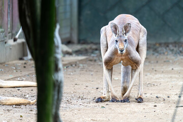 かっこいい1頭のアカカンガルー