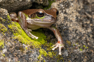Australian Blue Mountains Tree Frog