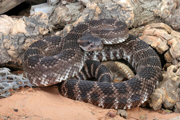 Southern Pacific Rattlesnake (Crotalus helleri ).