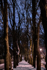 Snow-covered park lawn, between paths with bare trees at twilight, illuminated by glowing street lamps. Calm winter evening atmosphere with a blue sky backdrop. Tranquil urban nature scene.  
