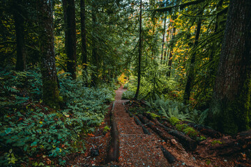 Obraz premium USA, Washington State, Olympic National Forest. Ranger Hole Trail through forest.