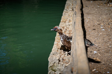 Muscovy duck under wooden fence on bank of river