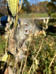 Milkweed (Asclepias syriaca) spreads seeds  in late fall wind