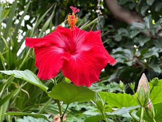 Fototapeta premium Red hibiscus flower blooming in a greenhouse.