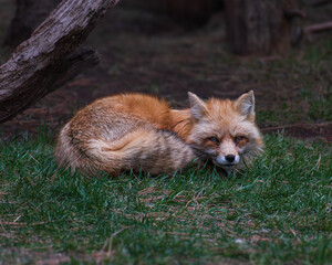 Fox