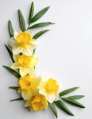 Fototapeta premium Fresh Daffodil flower garland foliage on side position provides copy space for text. background concept isolated white