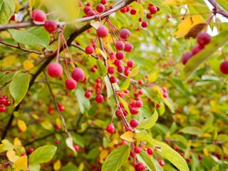 Red apples on a tree of the Siebold's crab (Malus toringo, syn. Malus sieboldii), Siebold's crabapple or Toringo crabapple. A species of crabapple native to eastern Asia, China, Japan, and Korea