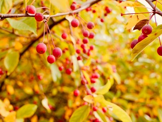 Red apples on a tree of the Siebold's crab (Malus toringo, syn. Malus sieboldii), Siebold's crabapple or Toringo crabapple. A species of crabapple native to eastern Asia, China, Japan, and Korea