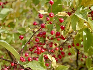 Red apples on a tree of the Siebold's crab (Malus toringo, syn. Malus sieboldii), Siebold's crabapple or Toringo crabapple. A species of crabapple native to eastern Asia, China, Japan, and Korea