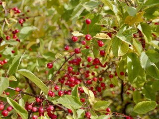 Red apples on a tree of the Siebold's crab (Malus toringo, syn. Malus sieboldii), Siebold's crabapple or Toringo crabapple. A species of crabapple native to eastern Asia, China, Japan, and Korea