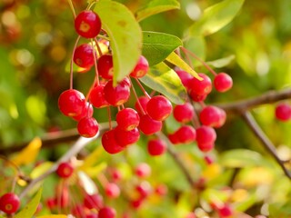 Red apples on a tree of the Siebold's crab (Malus toringo, syn. Malus sieboldii), Siebold's crabapple or Toringo crabapple. A species of crabapple native to eastern Asia, China, Japan, and Korea