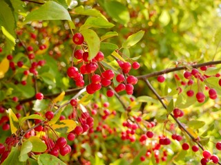 Red apples on a tree of the Siebold's crab (Malus toringo, syn. Malus sieboldii), Siebold's crabapple or Toringo crabapple. A species of crabapple native to eastern Asia, China, Japan, and Korea