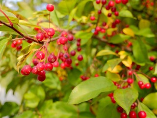 Red apples on a tree of the Siebold's crab (Malus toringo, syn. Malus sieboldii), Siebold's crabapple or Toringo crabapple. A species of crabapple native to eastern Asia, China, Japan, and Korea