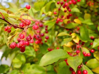 Red apples on a tree of the Siebold's crab (Malus toringo, syn. Malus sieboldii), Siebold's crabapple or Toringo crabapple. A species of crabapple native to eastern Asia, China, Japan, and Korea