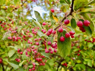 Red apples on a tree of the Siebold's crab (Malus toringo, syn. Malus sieboldii), Siebold's crabapple or Toringo crabapple. A species of crabapple native to eastern Asia, China, Japan, and Korea