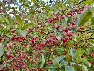 Red apples on a tree of the Siebold's crab (Malus toringo, syn. Malus sieboldii), Siebold's...