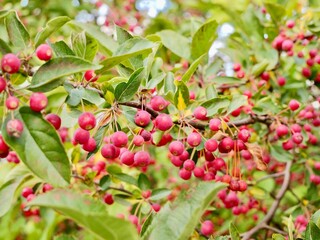 Red apples on a tree of the Siebold's crab (Malus toringo, syn. Malus sieboldii), Siebold's crabapple or Toringo crabapple. A species of crabapple native to eastern Asia, China, Japan, and Korea