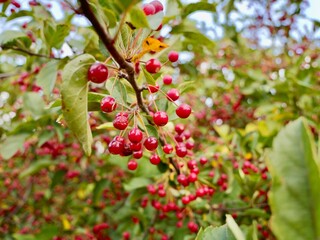 Obraz premium Red apples on a tree of the Siebold's crab (Malus toringo, syn. Malus sieboldii), Siebold's crabapple or Toringo crabapple. A species of crabapple native to eastern Asia, China, Japan, and Korea
