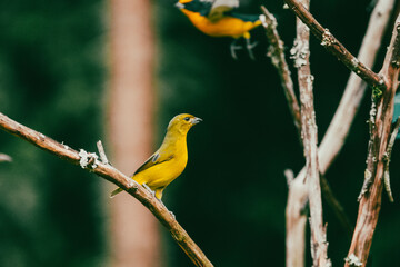 portrait of a yellow bird on a tree branch.