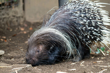 かわいいアフリカタテガミヤマアラシ