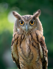 Owl bird isolated with blur green bokeh background