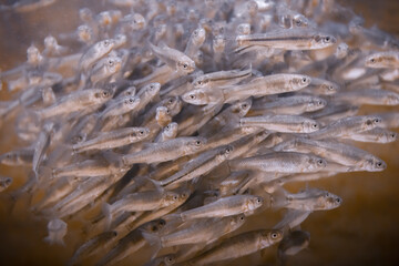 Swarming Mass, a bait ball. Shiny shimmering silver minnows swim in a tight group to avoid predation. Freshwater carp species displaying defense behavior