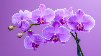 Close-up of five vibrant pink orchid blossoms arranged on a soft pink background.