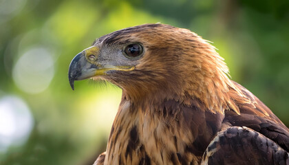Eagle bird isolated with blur green bokeh background