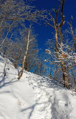 Snowy winter landscape with blue sky