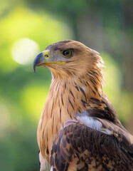 Obraz premium Eagle bird isolated with blur green bokeh background