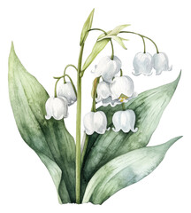 Obraz premium PNG Delicate white lilies blooming in a serene garden