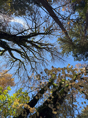 Trees and sky looking up in the Pacific Northwest