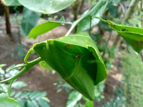 weaver ants on a lime tree.