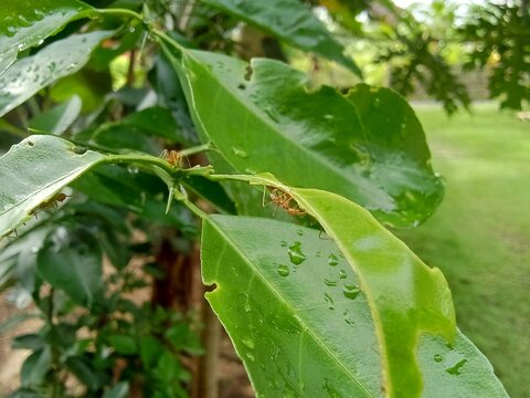 weaver ants on a lime tree.
