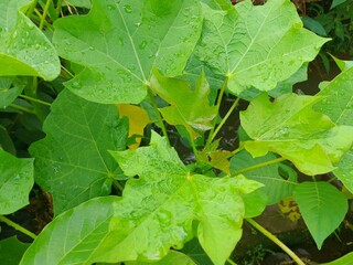 Green castor leaf medicinal plant, medicine. Leaves of Ricinus Communis or castor plant.